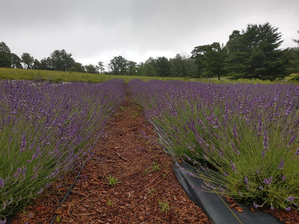 Quiet Hills Lavender Farm Palmerton DiscoverNEPA